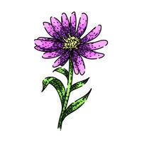 perennial aster sketch hand drawn vector
