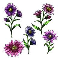 aster set sketch hand drawn vector