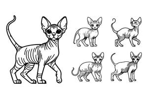 Illustration features a standing pose of a small Sphynx cat vector