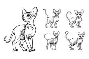 Line art depicting a slender Sphynx cat in a standing pose vector