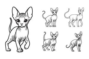 Black and white illustration of a small Sphynx cat in artwork vector