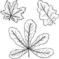 Hand-Drawn Autumn Leaves. Black Doodle Outlines. Simple black silhouettes on a white background. Pattern illustration for textile print, wrapping paper, wallpaper, coloring pages etc. vector
