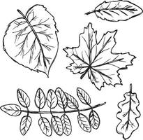 Black outlines of autumn leaves. Hand-drawn doodles on a white background. Pattern illustration for textile print, wrapping paper, wallpaper, coloring pages etc. vector