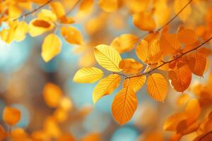 Vibrant autumn leaves displaying shades of orange and gold in a forest during peaceful fall daylight photo