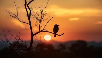 A lone bird perches on a branch silhouetted against a vivid sunset, creating a peaceful and serene scene in nature. photo