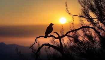 A silhouetted bird perched on a tree branch against a vibrant sunset, with the sun setting behind distant mountains and warm orange hues filling the sky. photo