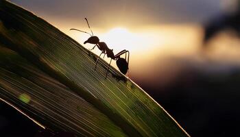 A close-up silhouette of an ant walking on a leaf, backlit by the warm glow of a sunset, creating a serene nature scene. photo