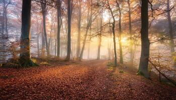 Beautiful autumn forest scene with mist and sunlight filtering through the trees, casting warm hues and creating a serene atmosphere. photo