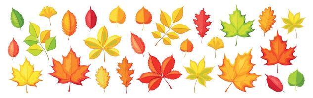 Set of beautiful autumn leaves in cartoon style. Illustration of different types of autumn leaves with veins, maple, oak, ginkgo, birch, chestnut, walnut, twigs isolated on a white background. vector