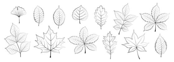 Set of graphic contours of autumn leaves in cartoon style. Flat illustration of linear silhouettes of autumn leaves, maple, oak, ginkgo, birch, chestnut, walnut, branches isolated on white background. vector