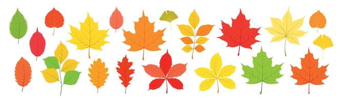 Set of autumn leaves in cartoon style. Flat illustration of leaves of different colors and types, maple, oak, ginkgo, birch, chestnut, walnut, branches isolated on white background. Autumn season. vector