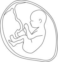 A baby in the womb is in the fetal position with its head up. Outline style. vector