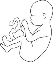 A baby in the state of an embryo with an umbilical cord. Outline style. vector