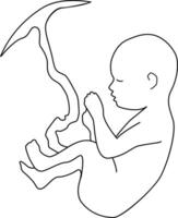 Baby in embryo position with umbilical cord. Outline style. vector