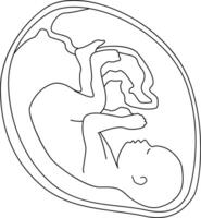 A baby in the womb is in the fetal position with its head down. Outline style. vector