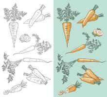 Carrot outlined and colored flat illustration. Isolated. Editable colors, editable background. vector