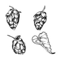 Humulus cones black white graphic illustration isolated. Hop cones and leaves in set monochrome hand drawn by ink in botanical sketch for design beer label, packaging, Oktoberfest poster. vector