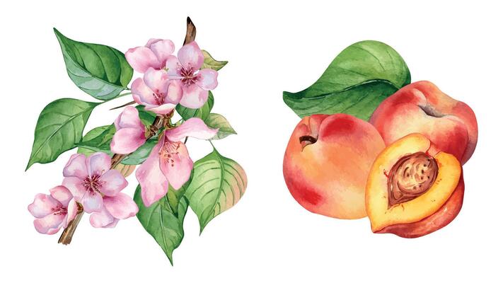 Watercolor set with peaches composition and blossom branch isolated on white. Hand drawn nectarine and blooming tree branch illustration. Flower and leaves of fruit tree painted. For packaging