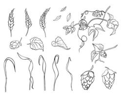 Set of wheat ear, hop cones on vine monochrome linear illustration isolated. Spikelet of rye, humulus plant black white hand drawn contour for design beer label, packaging, branding brewing. vector