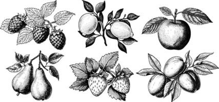 Vintage Fruit Sketch Strawberry, Pear, Raspberry, Lemon, and Peach Illustration set. vector