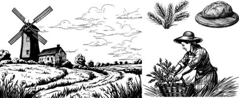 Vintage Sketch of a Happy Farmer Woman with Bread and Wheat by a Windmill in a Rural Field. Concept set. vector