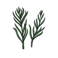 Color image of tarragon branches vector