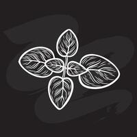 Oregano branch in the style of line drawing vector