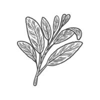 Sketch drawing of sage in the style of Line drawing vector