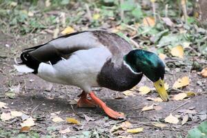 A close up of a Mallard Duck photo