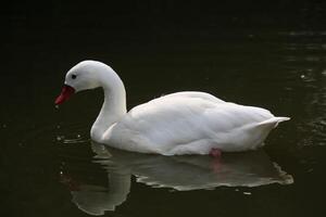 A view of a Coscoroba Swan photo