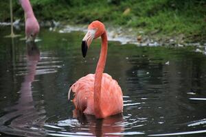 A view of a Flamingo in the water at Slimbridge Nature Reserve photo