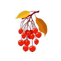 autumn branch of viburnum on white background. Element of botanic, nature, plant and trees. Beautiful element for autumn design projects vector