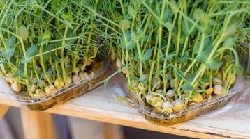 Fresh microgreens. The different varieties of microgreens, arranged in clear containers, healthy addition to any meal. It would be perfect for a blog post about healthy eating, a recipe website. photo