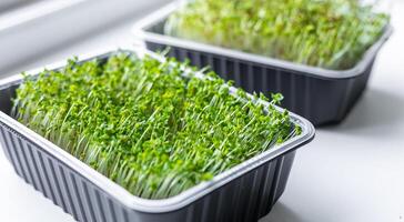 Fresh microgreens. Container of freshly sprouted microgreens. Container with microgreens on a white background. Healthy eating concept. photo