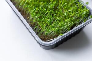 Fresh microgreens. Container of freshly sprouted microgreens. Container with microgreens on a white background. Healthy eating concept. photo