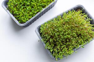 Fresh microgreens. Container of freshly sprouted microgreens. Container with microgreens on a white background. Healthy eating concept. photo