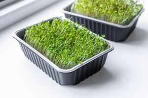 Fresh microgreens. Container of freshly sprouted microgreens. Container with microgreens on a white background. Healthy eating concept. photo