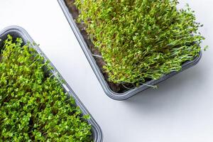 Fresh microgreens. Container of freshly sprouted microgreens. Container with microgreens on a white background. Healthy eating concept. photo