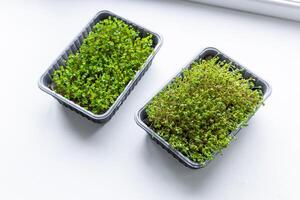 Fresh microgreens. Container of freshly sprouted microgreens. Container with microgreens on a white background. Healthy eating concept. photo