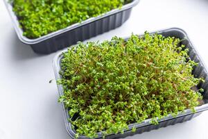 Fresh microgreens. Container of freshly sprouted microgreens. Container with microgreens on a white background. Healthy eating concept. photo