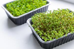 Fresh microgreens. Container of freshly sprouted microgreens. Container with microgreens on a white background. Healthy eating concept. photo