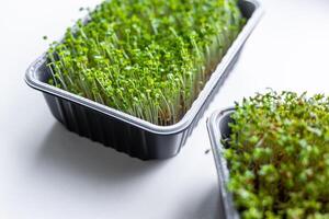 Fresh microgreens. Container of freshly sprouted microgreens. Container with microgreens on a white background. Healthy eating concept. photo