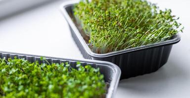 Fresh microgreens. Container of freshly sprouted microgreens. Container with microgreens on a white background. Healthy eating concept. photo