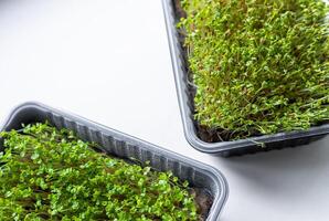 Fresh microgreens. Container of freshly sprouted microgreens. Container with microgreens on a white background. Healthy eating concept. photo