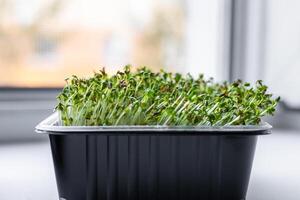 Fresh microgreens. Container of freshly sprouted microgreens. Container with microgreens on a white background. Healthy eating concept. photo