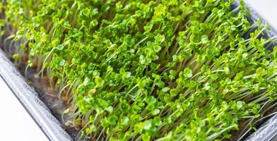 Fresh microgreens. Container of freshly sprouted microgreens. Container with microgreens on a white background. Healthy eating concept. photo