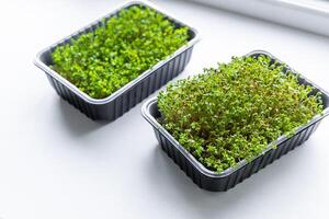 Fresh microgreens. Container of freshly sprouted microgreens. Container with microgreens on a white background. Healthy eating concept. photo