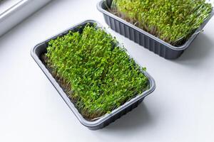 Fresh microgreens. Container of freshly sprouted microgreens. Container with microgreens on a white background. Healthy eating concept. photo