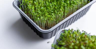 Fresh microgreens. Container of freshly sprouted microgreens. Container with microgreens on a white background. Healthy eating concept. photo