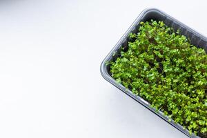 Fresh microgreens. Container of freshly sprouted microgreens. Container with microgreens on a white background. Healthy eating concept. photo